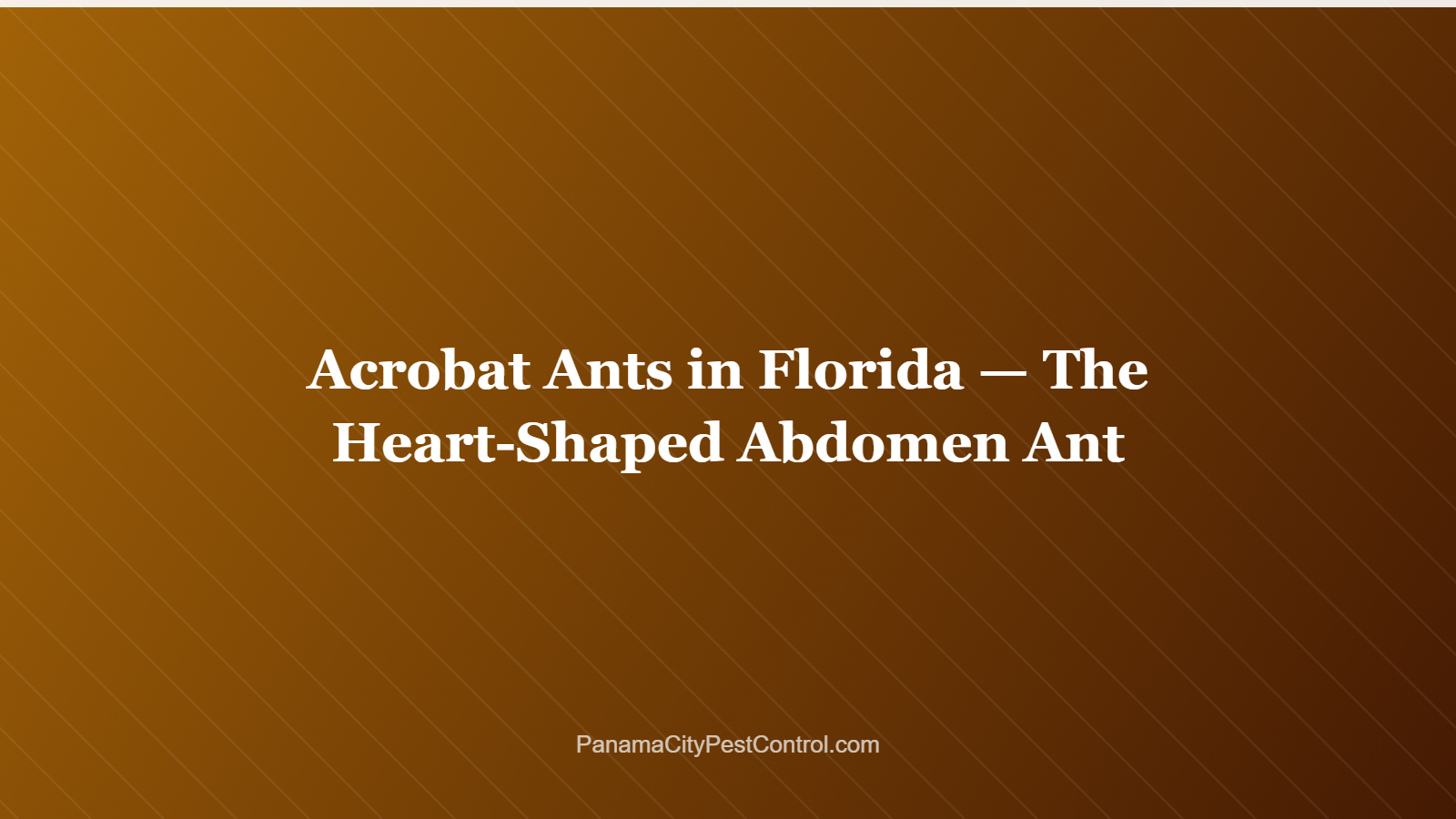 Acrobat Ants in Florida — The Heart-Shaped Abdomen Ant