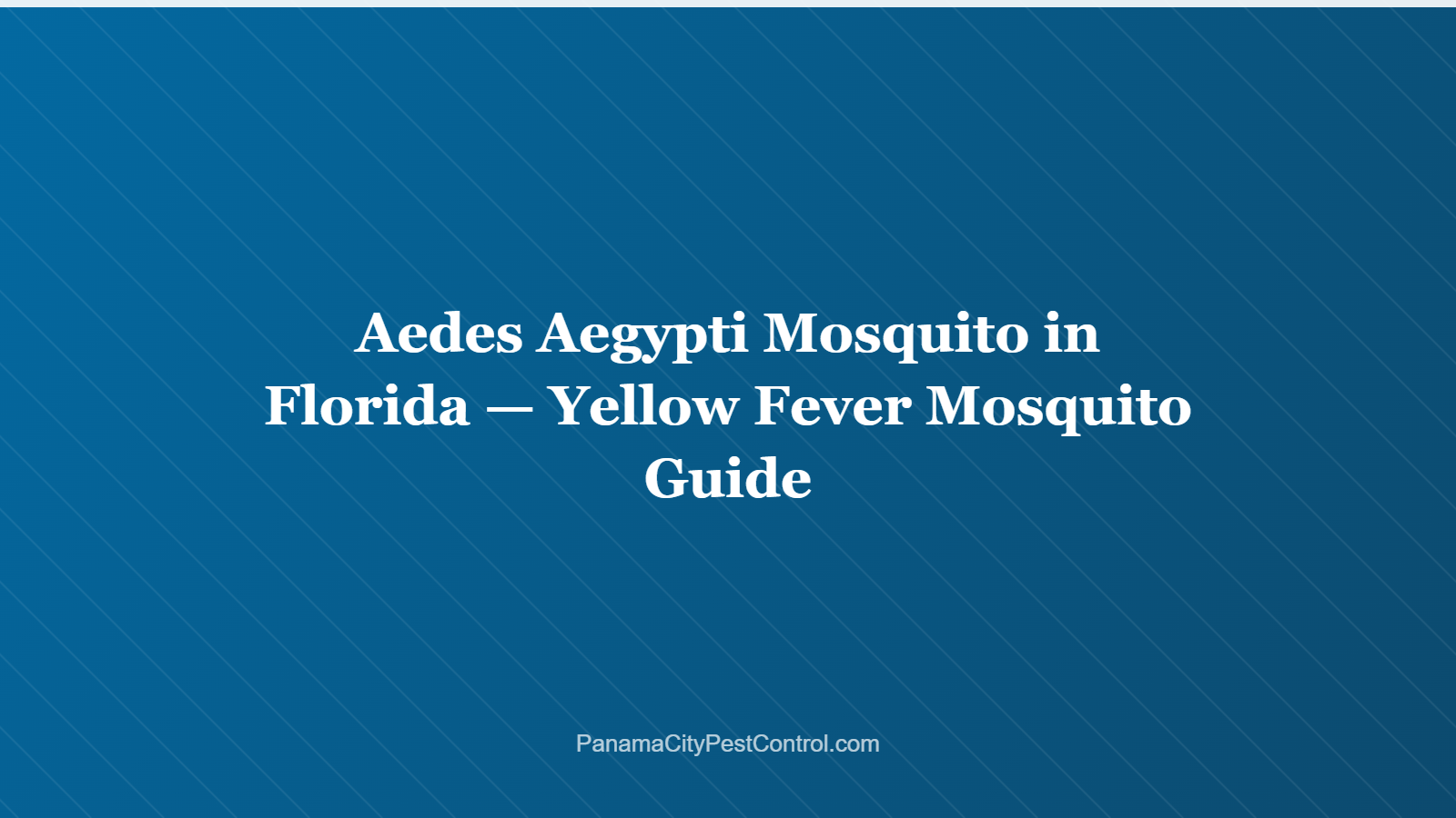Aedes Aegypti Mosquito in Florida — Yellow Fever Mosquito Guide