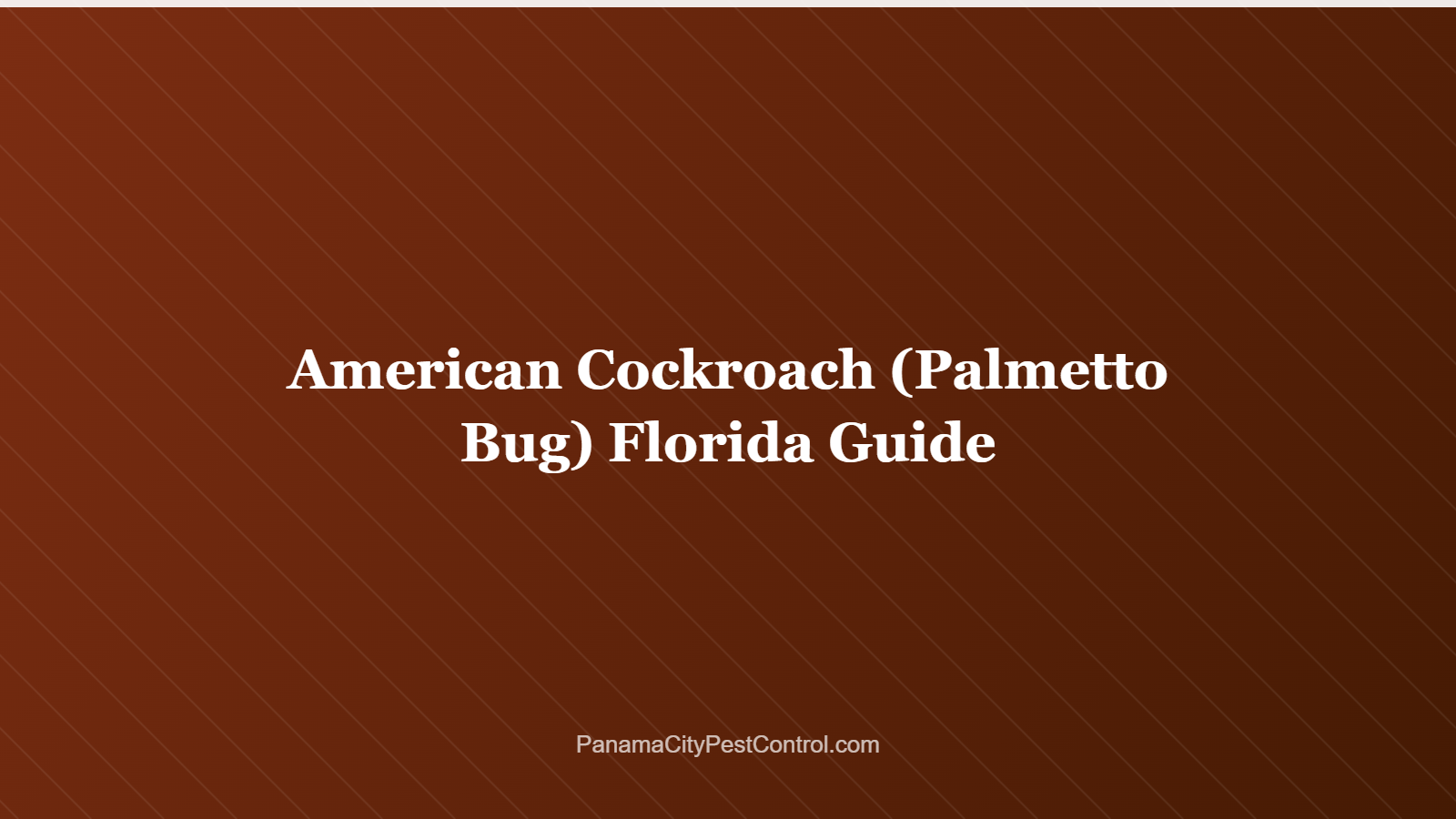 American Cockroach (Palmetto Bug) Florida Guide