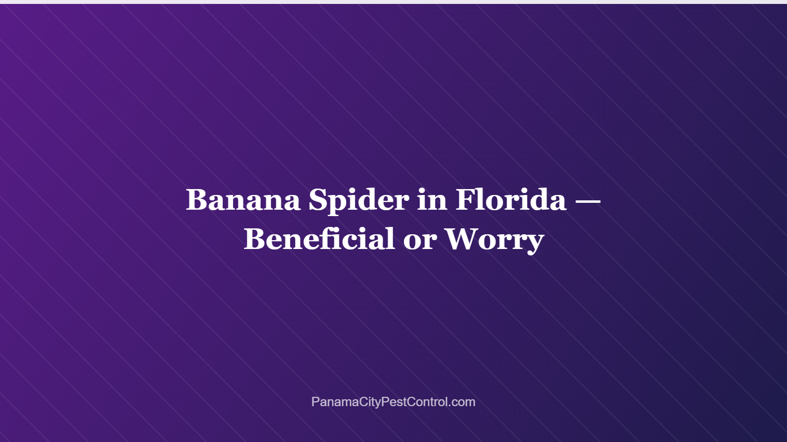 Banana Spider in Florida — Beneficial or Worry