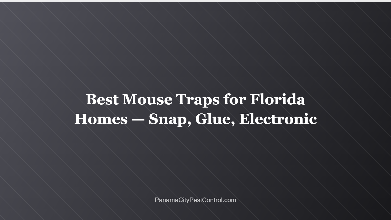 Best Mouse Traps for Florida Homes — Snap, Glue, Electronic