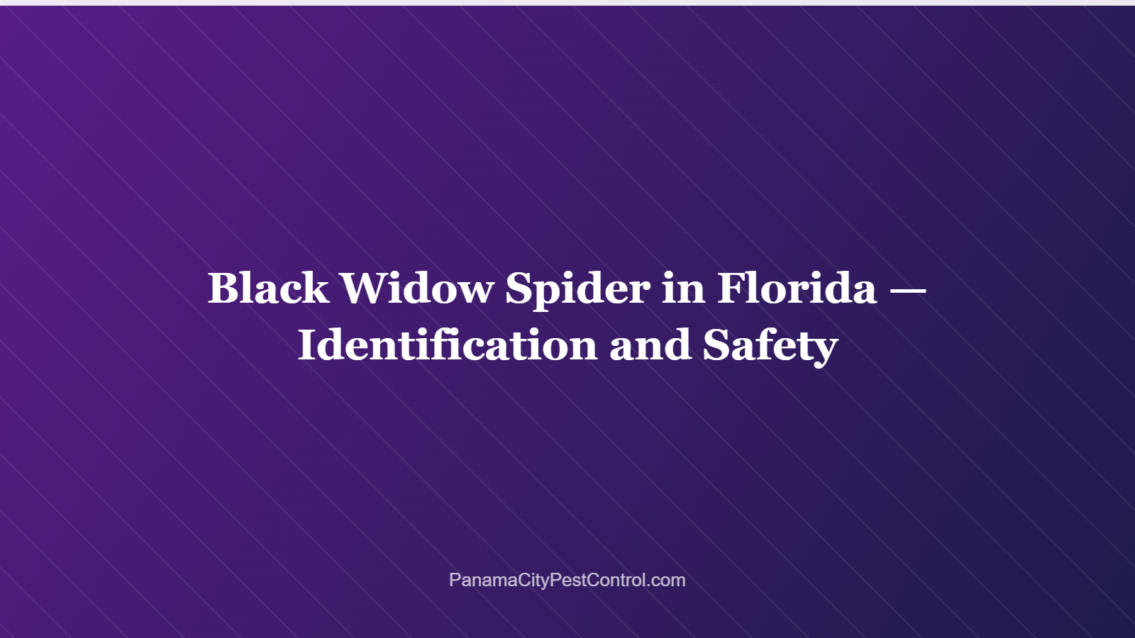 Black Widow Spider in Florida — Identification and Safety