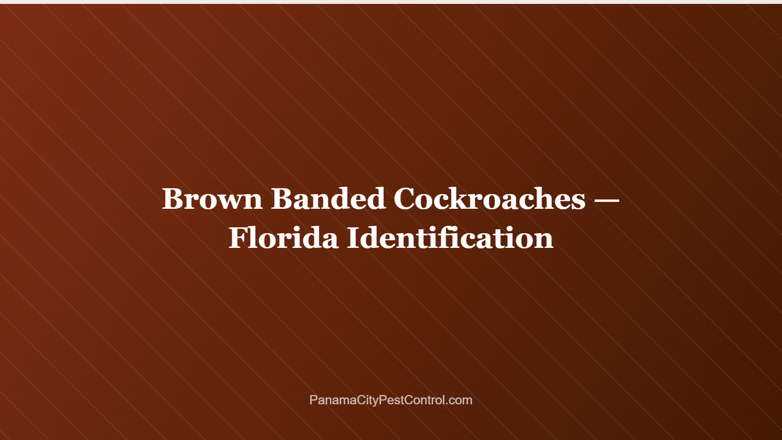 Brown Banded Cockroaches — Florida Identification