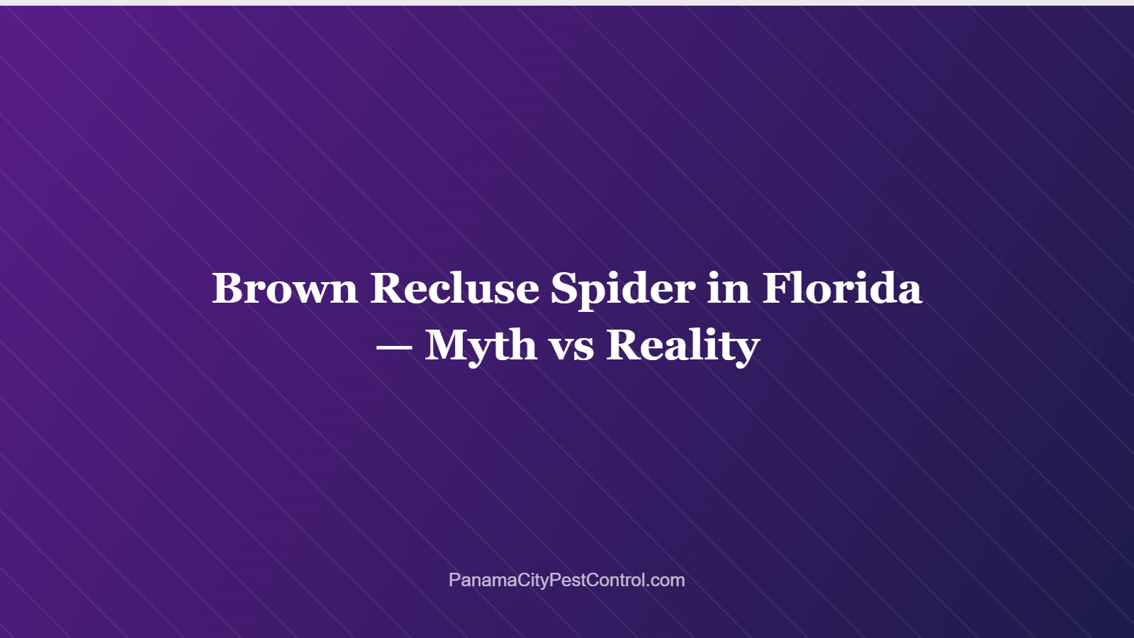 Brown Recluse Spider in Florida — Myth vs Reality