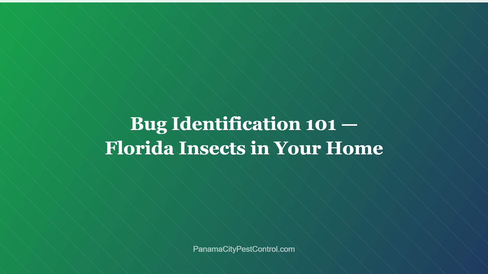 Bug Identification 101 — Florida Insects in Your Home