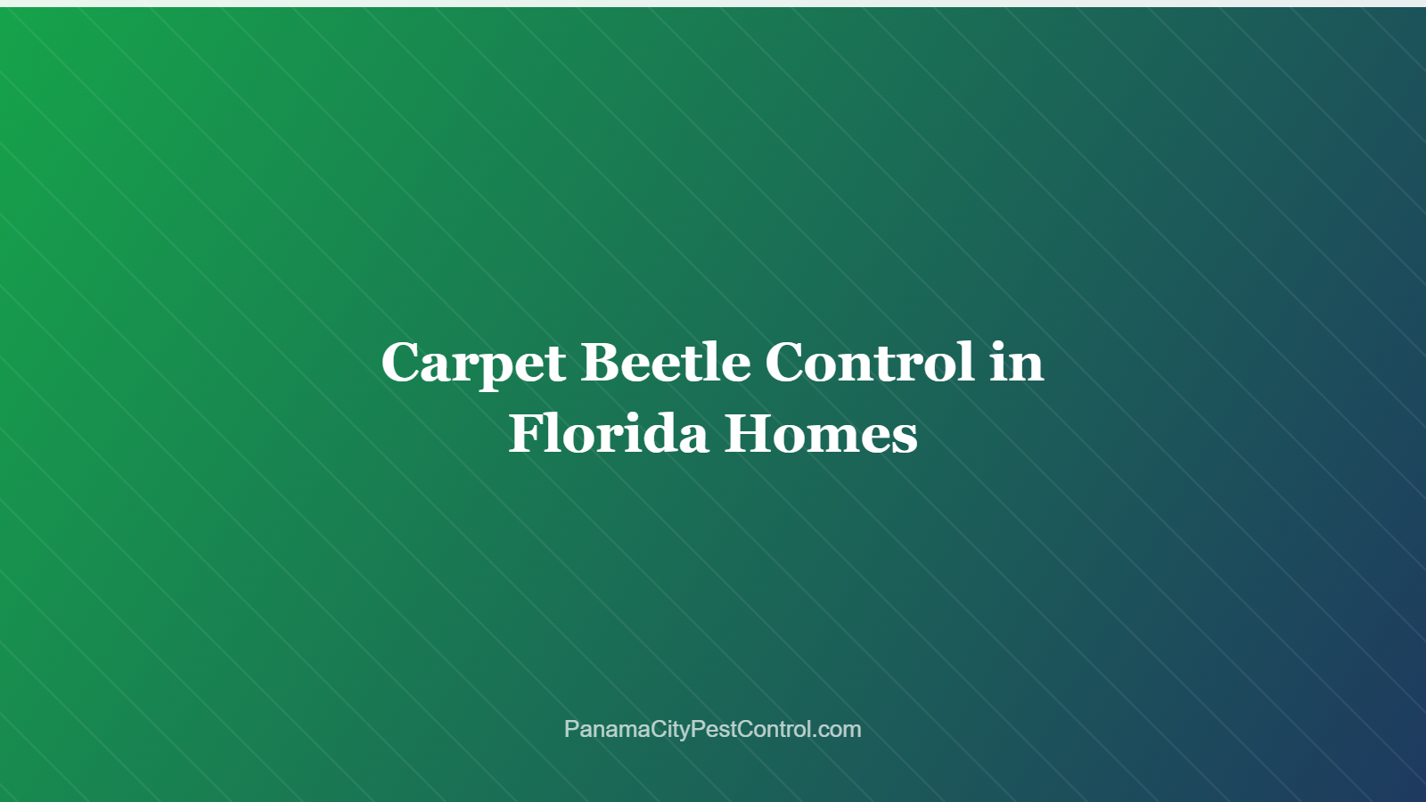 Carpet Beetle Control in Florida Homes