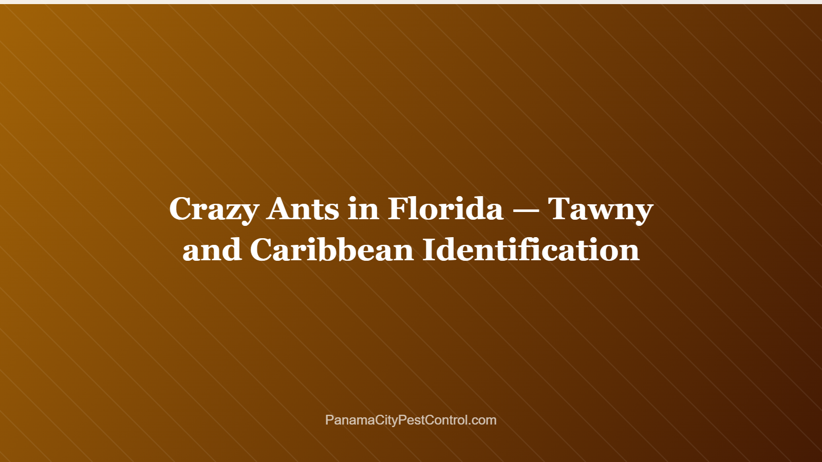 Crazy Ants in Florida — Tawny and Caribbean Identification