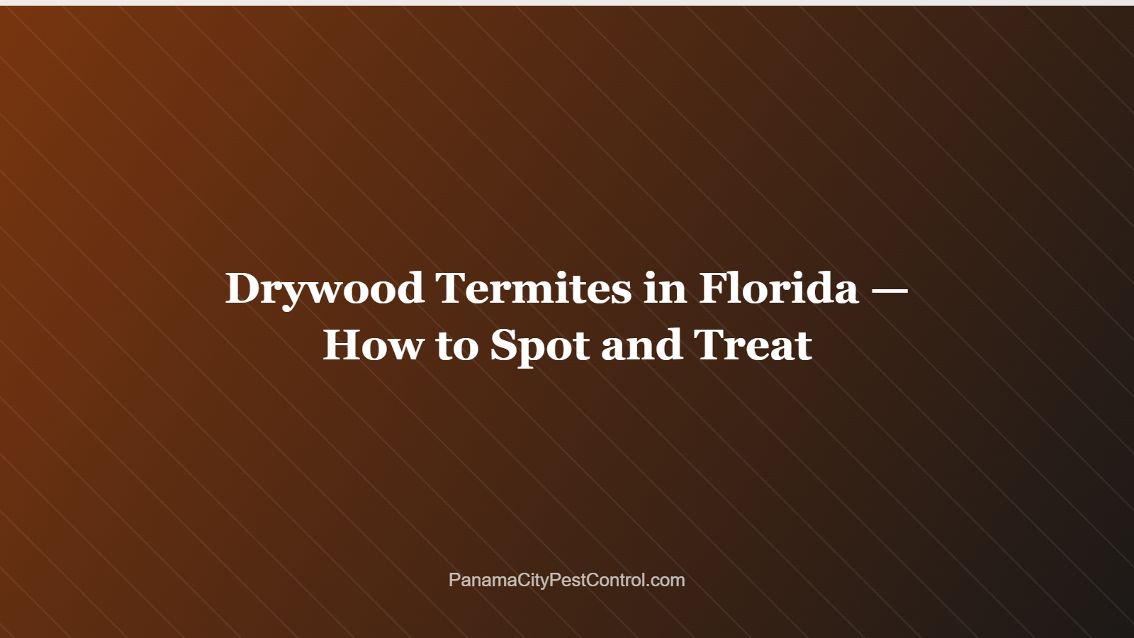 Drywood Termites in Florida — How to Spot and Treat
