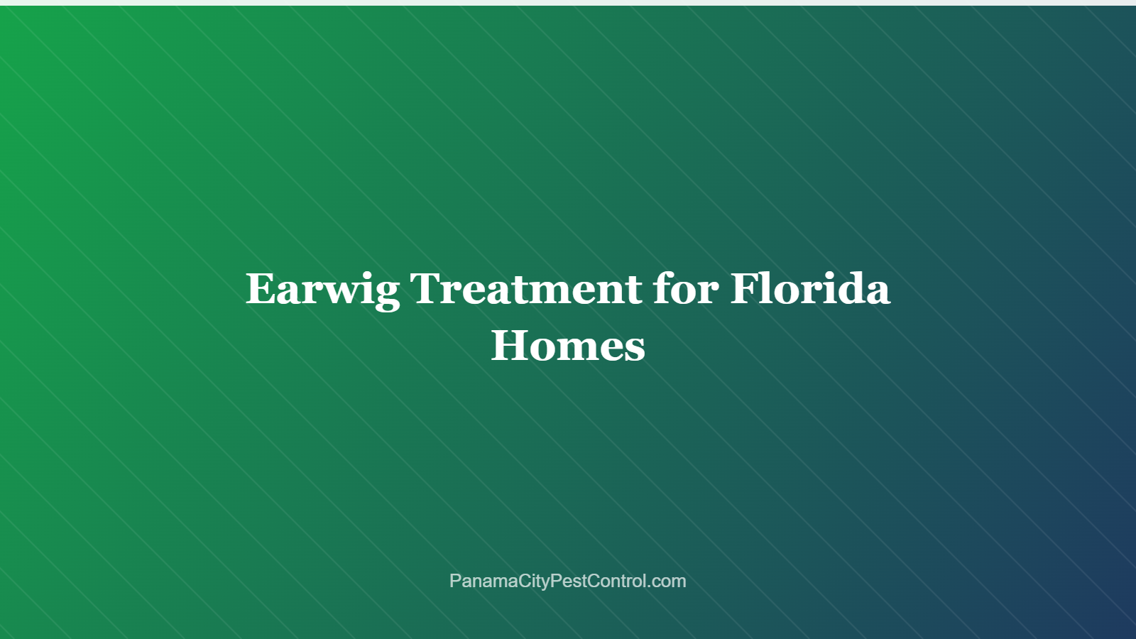 Earwig Treatment for Florida Homes