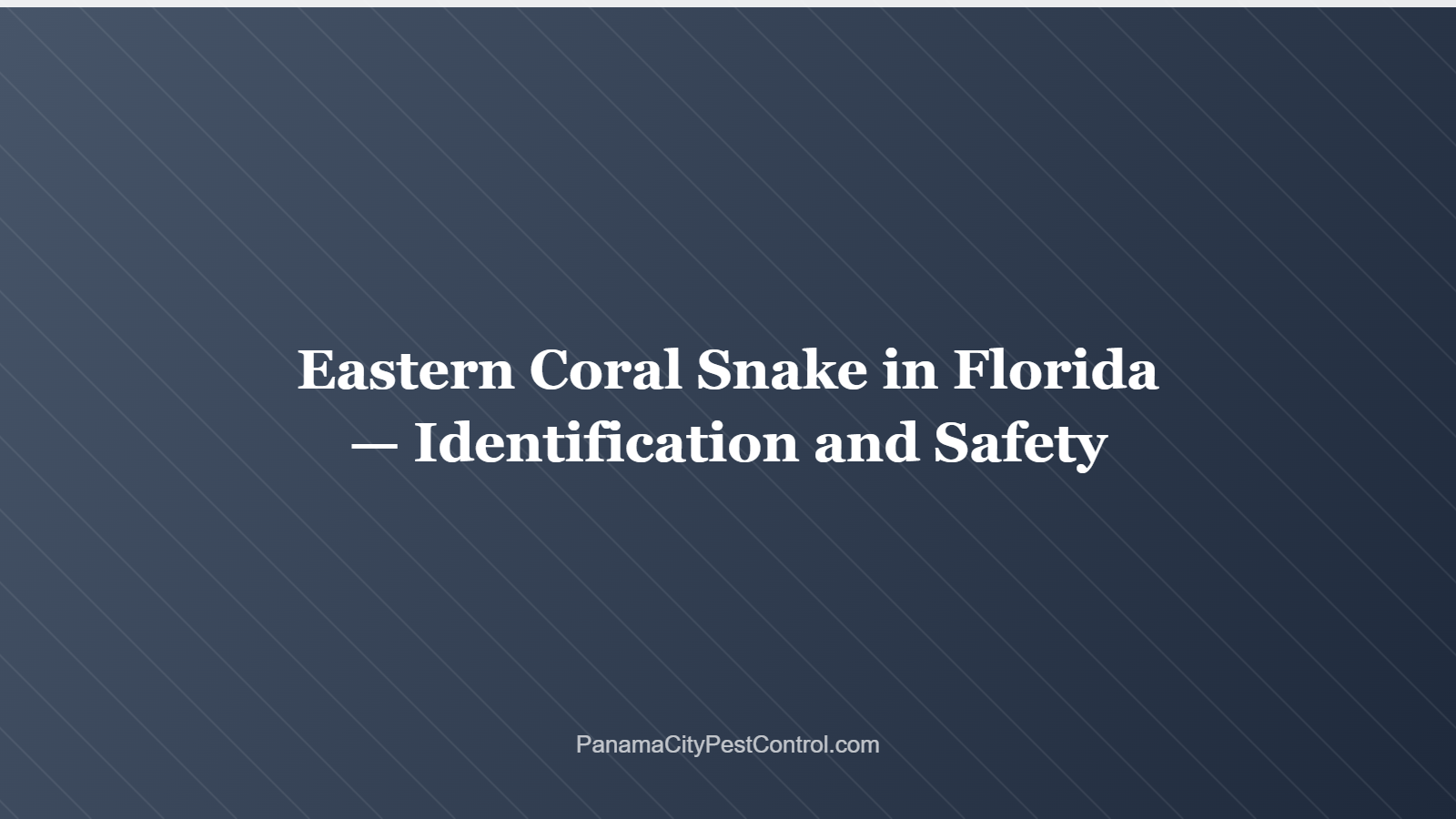 Eastern Coral Snake in Florida — Identification and Safety