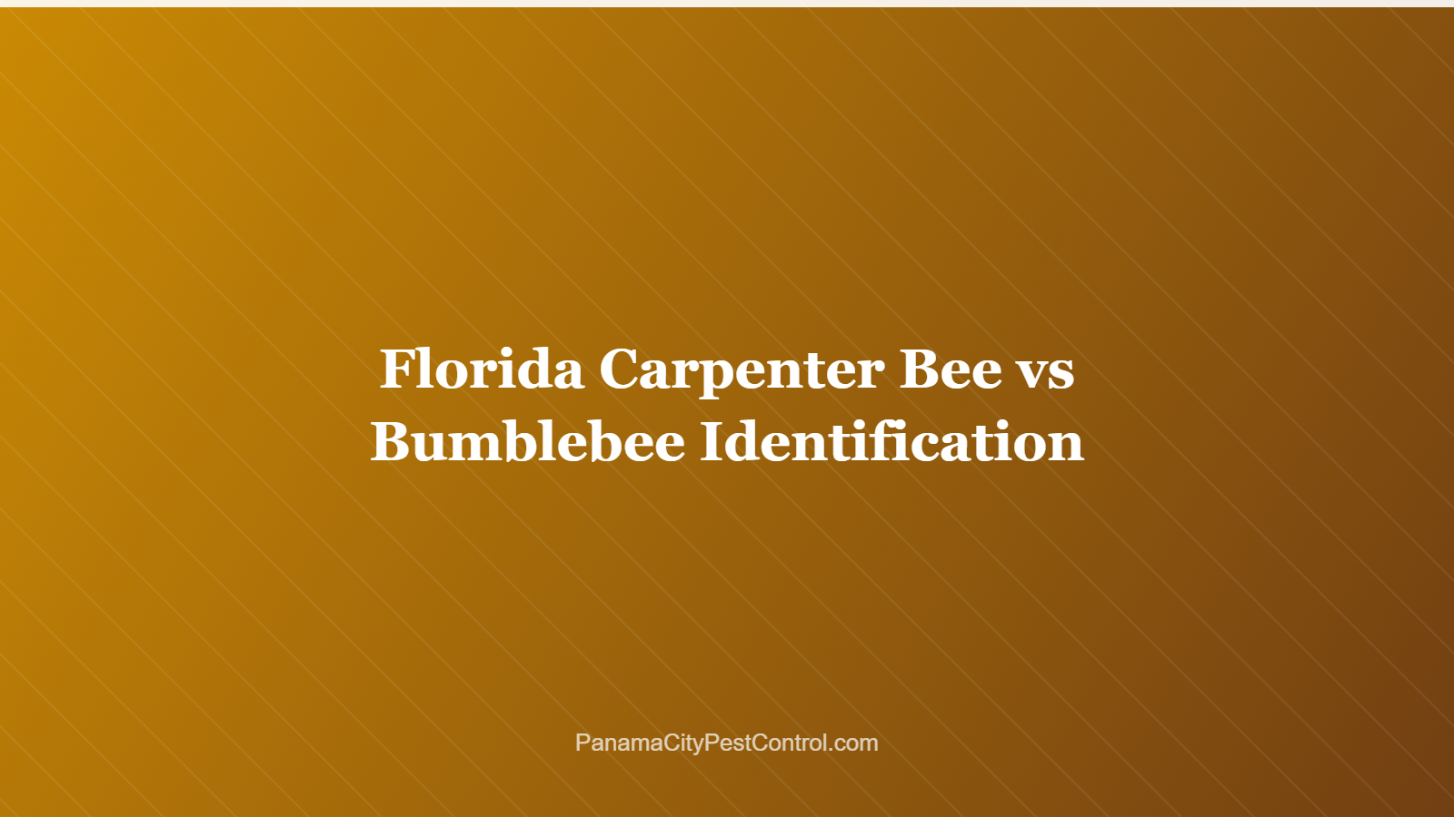 Florida Carpenter Bee vs Bumblebee Identification