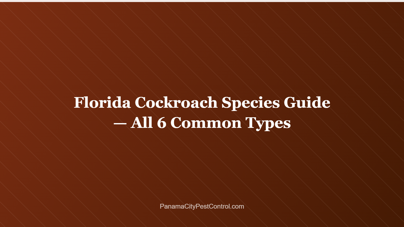 Florida Cockroach Species Guide — All 6 Common Types