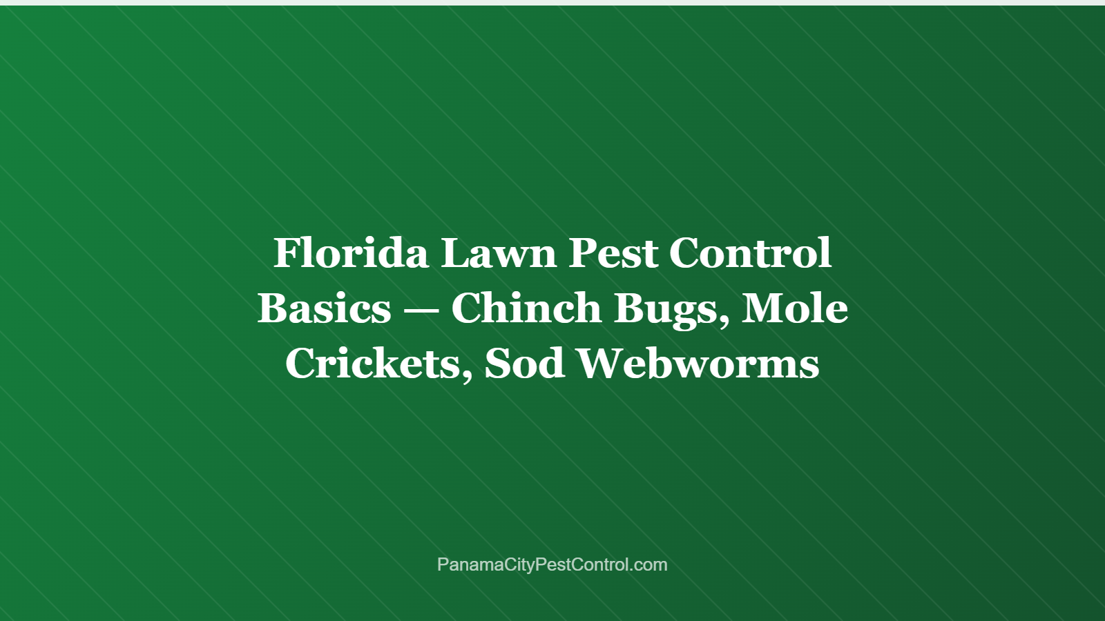 Florida Lawn Pest Control Basics — Chinch Bugs, Mole Crickets, Sod Webworms