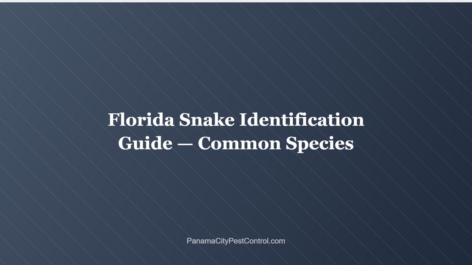 Florida Snake Identification Guide — Common Species