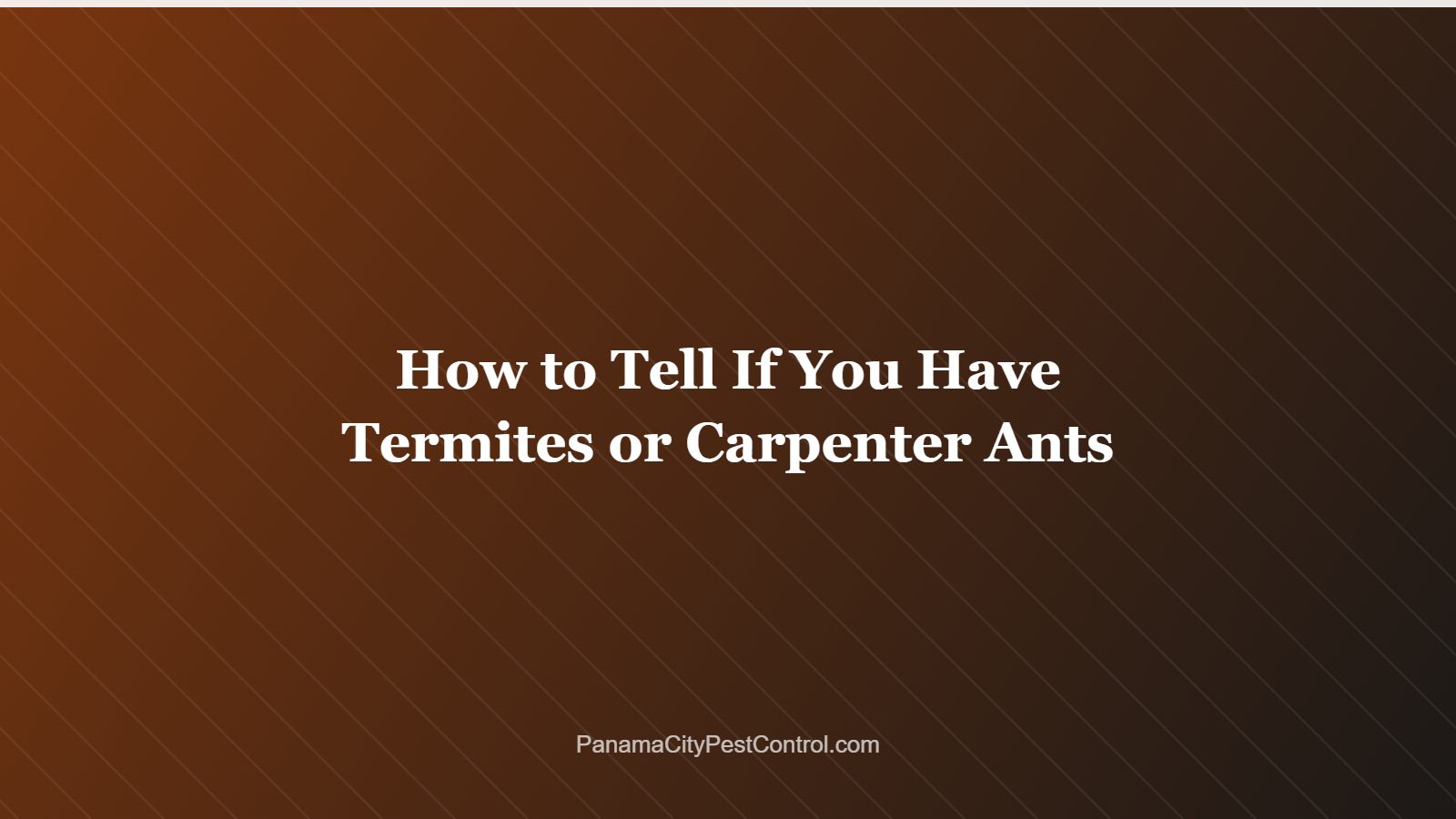 How to Tell If You Have Termites or Carpenter Ants