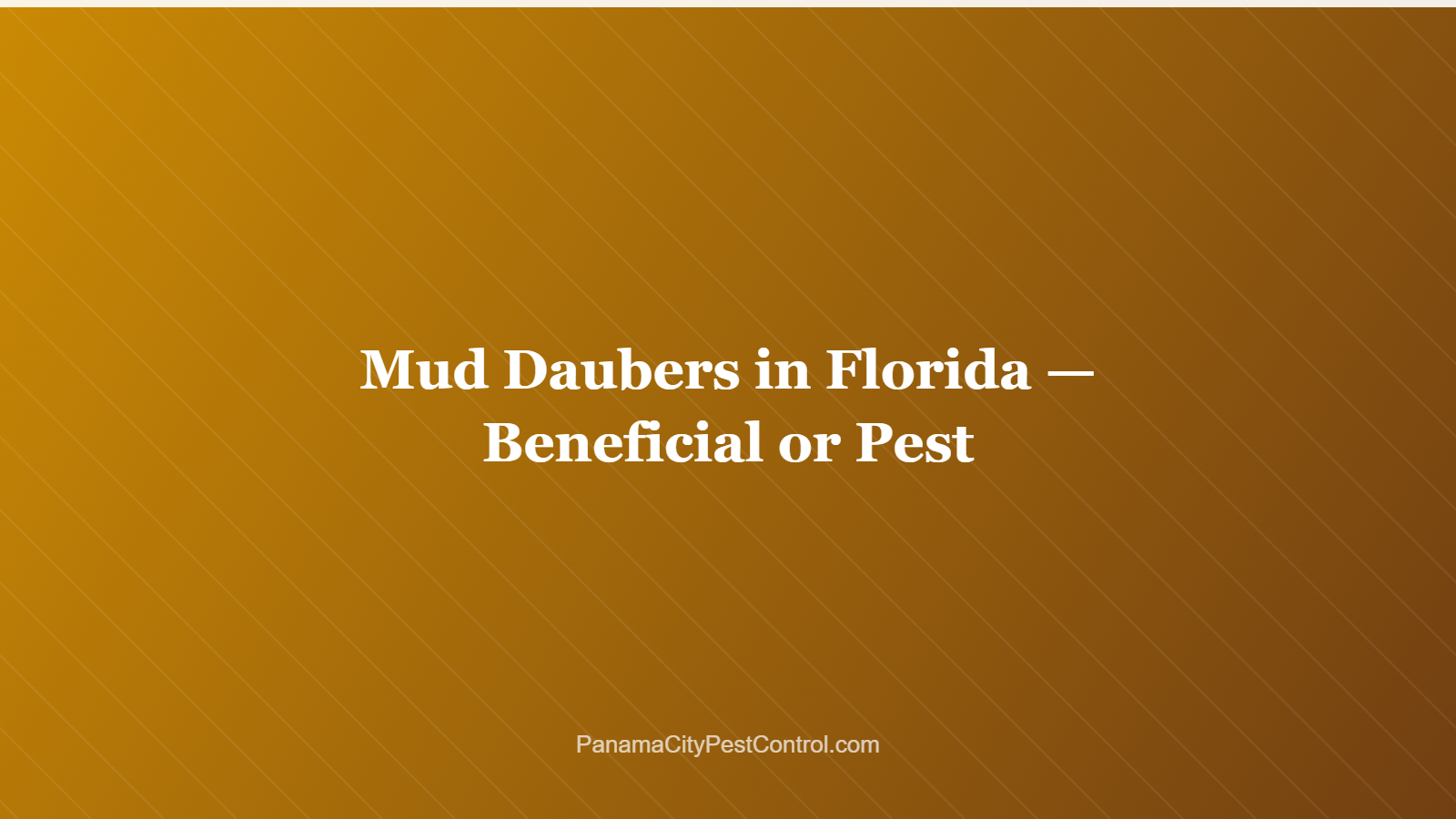 Mud Daubers in Florida — Beneficial or Pest
