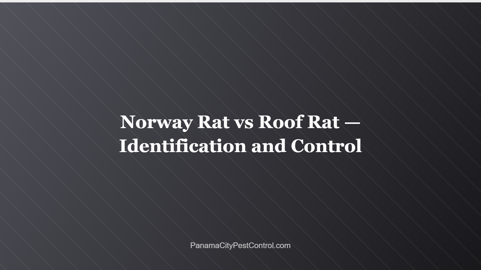 Norway Rat vs Roof Rat — Identification and Control
