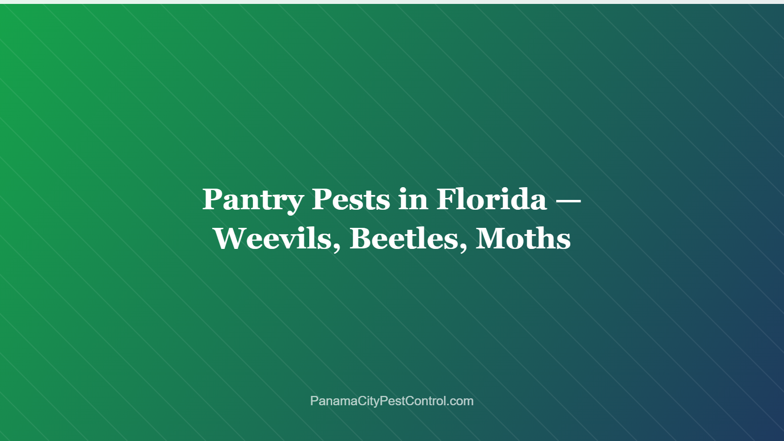 Pantry Pests in Florida — Weevils, Beetles, Moths