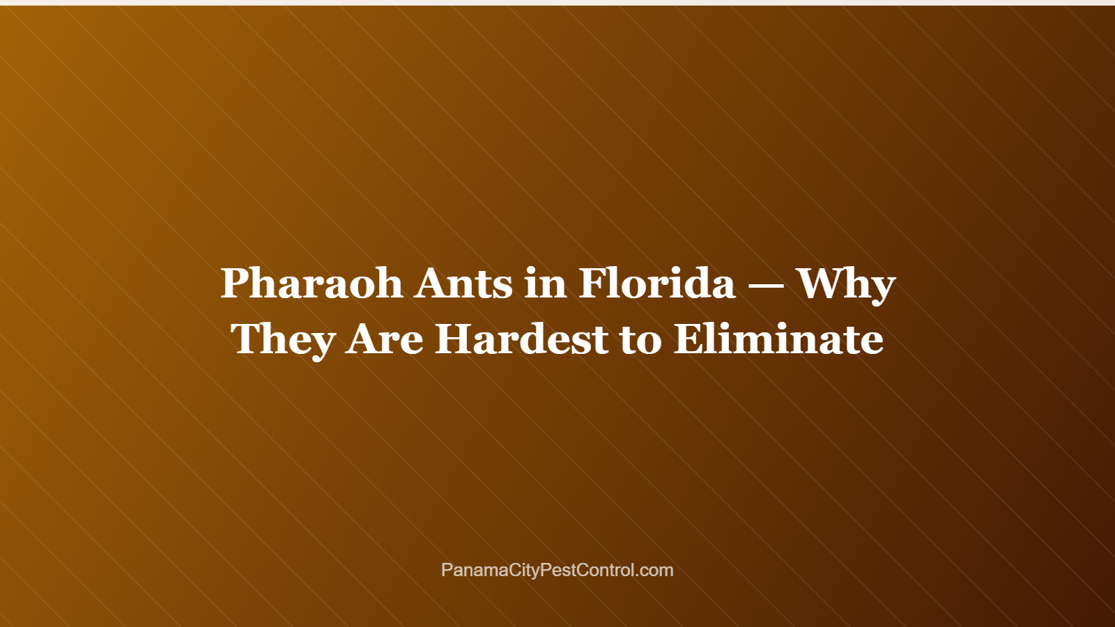 Pharaoh Ants in Florida — Why They Are Hardest to Eliminate